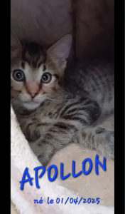 Photo de APOLLON