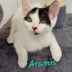 Photo de ARAMIS