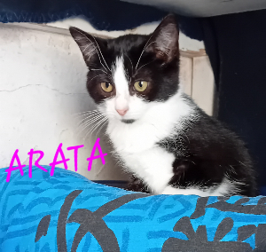 Photo de ARATA