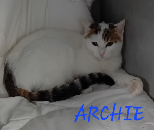 Photo de ARCHIE