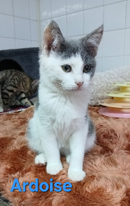 Photo de ARDOISE