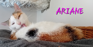 Photo de ARIANE