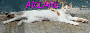 Photo de ARIANE