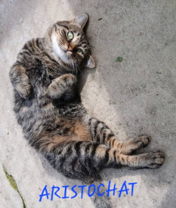 Photo de ARISTOCHAT  chat  SOS FIV