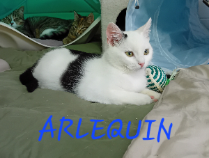 Photo de ARLEQUIN