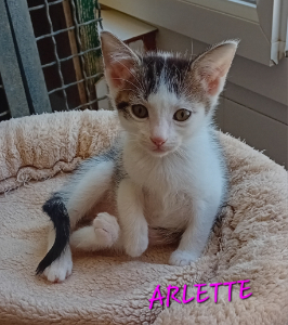 Photo de ARLETTE. Rebaptisée REYNA