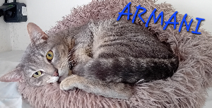Photo de ARMANI