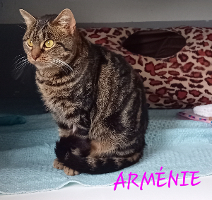 Photo de ARMÉNIE