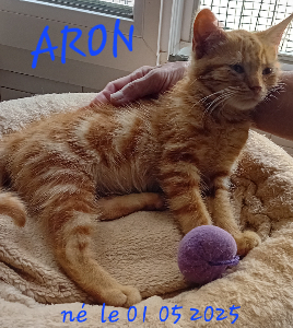 Photo de ARON