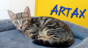 Photo de ARTAX