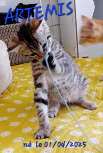Photo de ARTEMIS