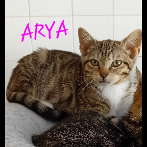 Photo de ARYA