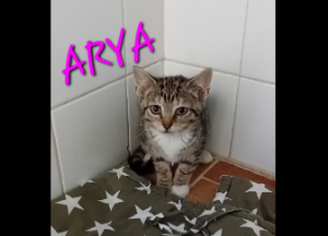 Photo de ARYA