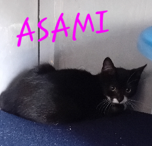 Photo de ASAMI