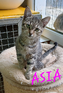 Photo de ASIA