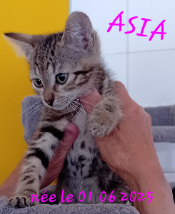 Photo de ASIA