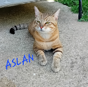 Photo de ASLAN