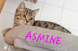 Photo de ASMINE