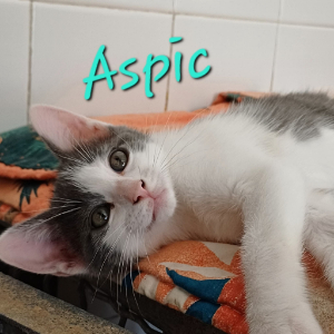 Photo de ASPIC
