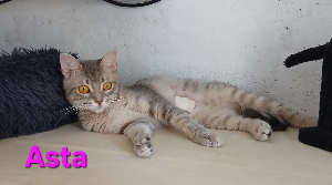 Photo de ASTA