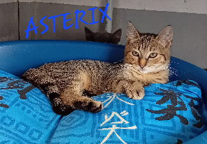 Photo de ASTERIX
