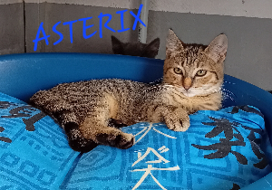 Photo de ASTERIX