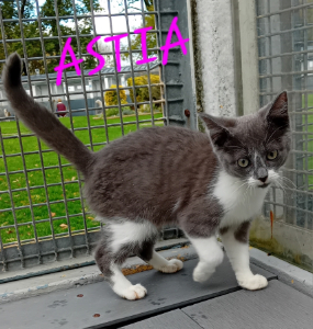 Photo de ASTIA