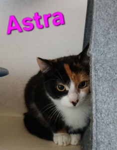 Photo de ASTRA