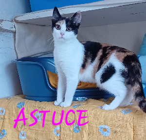 Photo de ASTUCE