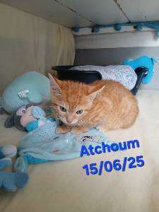 Photo de ATCHOUM
