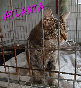 Photo de ATLANTA  🧡