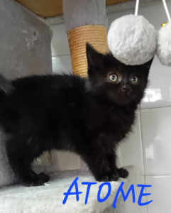 Photo de ATOME maintenant PANAME