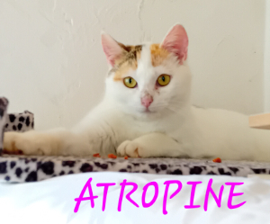 Photo de ATROPINE