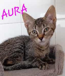 Photo de AURA