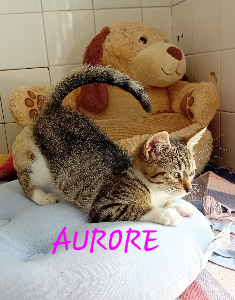 Photo de AURORE