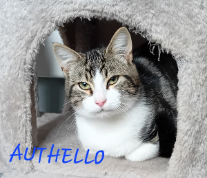 Photo de AUTHELLO