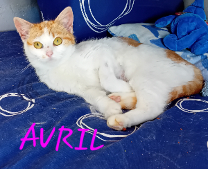 Photo de AVRIL