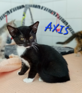 Photo de AXIS