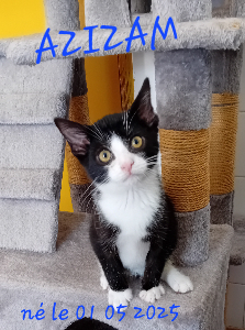 Photo de AZIZAM