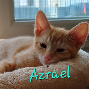 Photo de AZRAËL