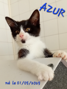 Photo de AZUR