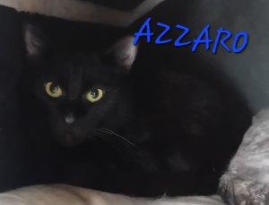 Photo de AZZARO