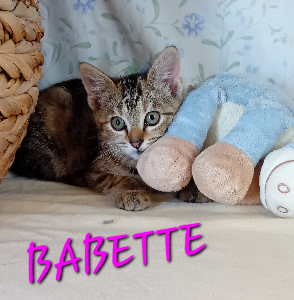 Photo de BABETTE