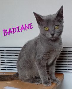 Photo de BADIANE