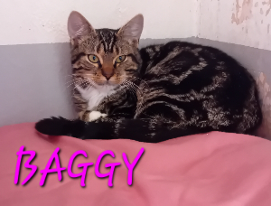 Photo de BAGGY 🧡