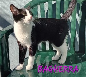 Photo de BAGHERRA