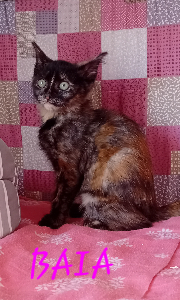 Photo de BAYA