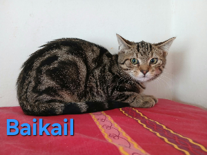 Photo de BAIKAL