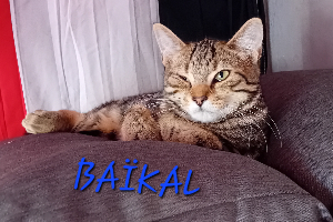 Photo de BAIKAL