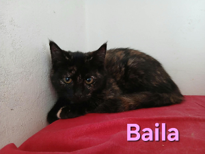 Photo de BAILA